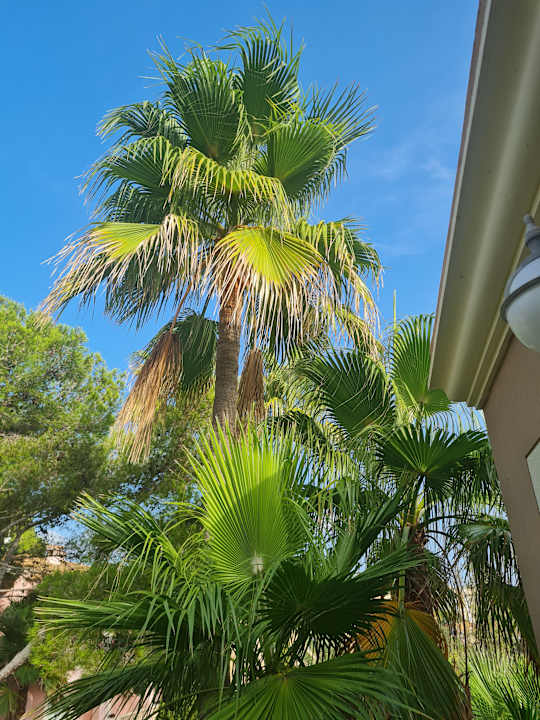 Gartenanlage allsun Hotel Lago Playa Park