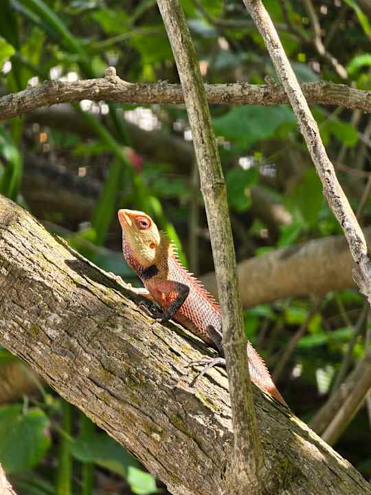 Gartenanlage Dreamland The Unique Sea & Lake Resort / Spa