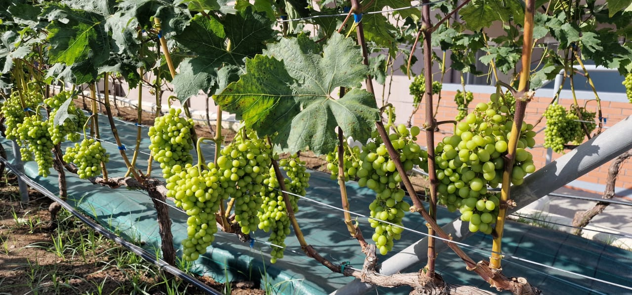 Gartenanlage Alexandra Beach Thassos Spa Resort