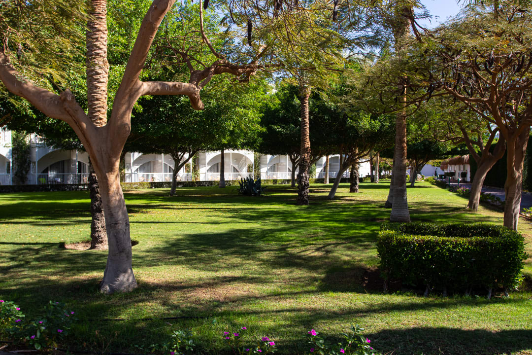 Gartenanlage Desert Rose