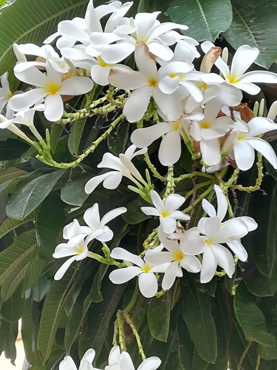 Gartenanlage Anantara The Palm Dubai Resort