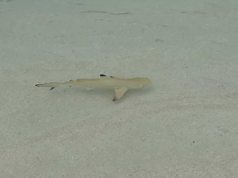 Strand Meeru Maldives Resort Island
