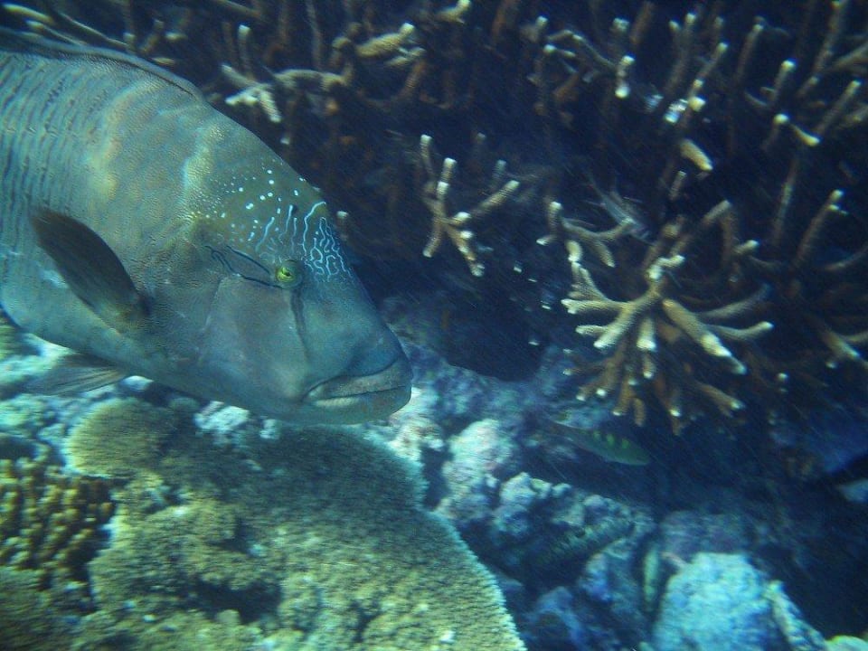 Napoleon-Fisch (ca. 1m lang) Kuramathi Maldives