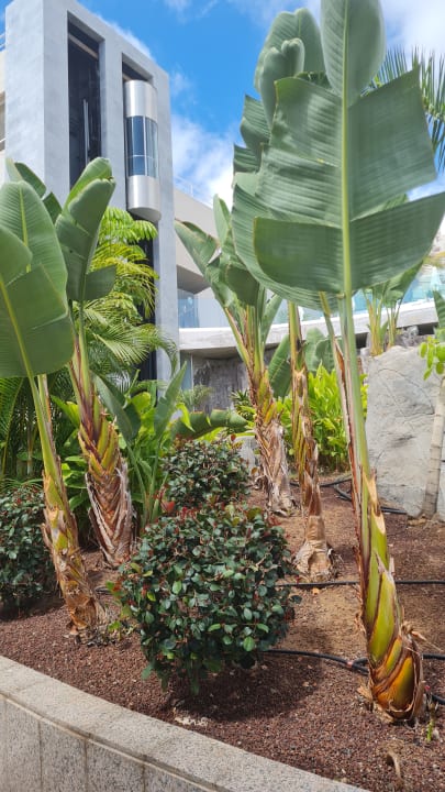 Gartenanlage Landmar Playa La Arena