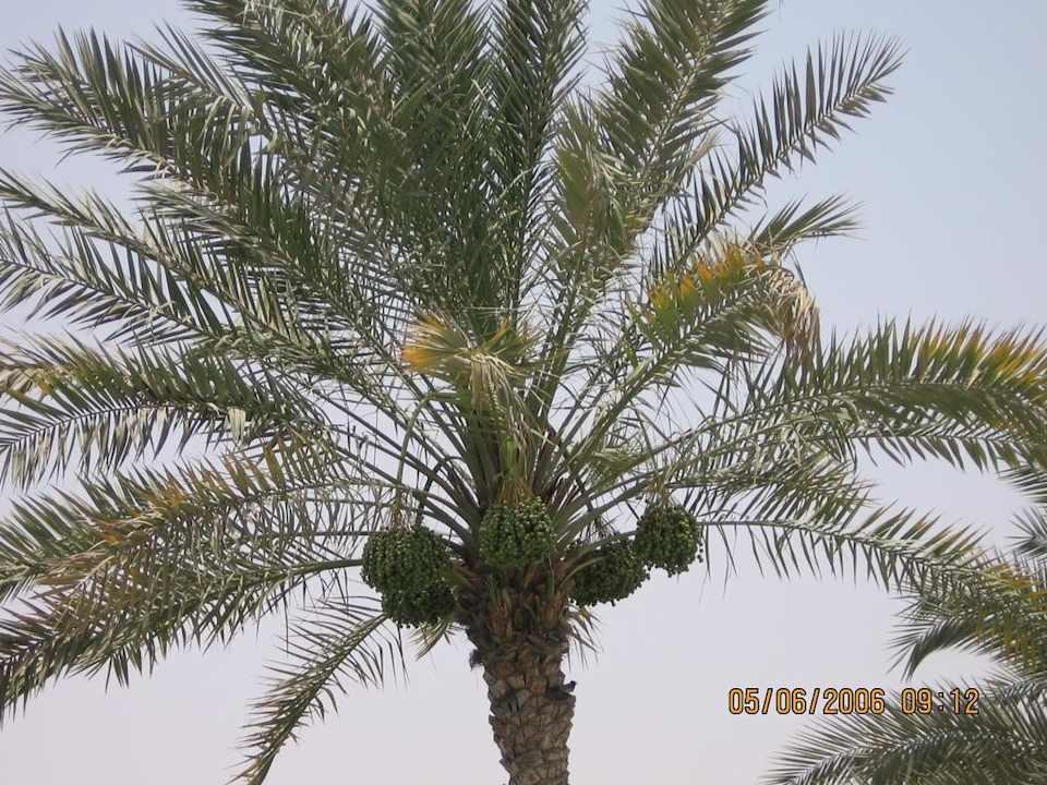 Palmy daktylowe Hilton Garden Inn Ras Al Khaimah