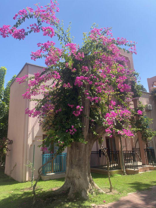 Gartenanlage VONRESORT Golden Beach