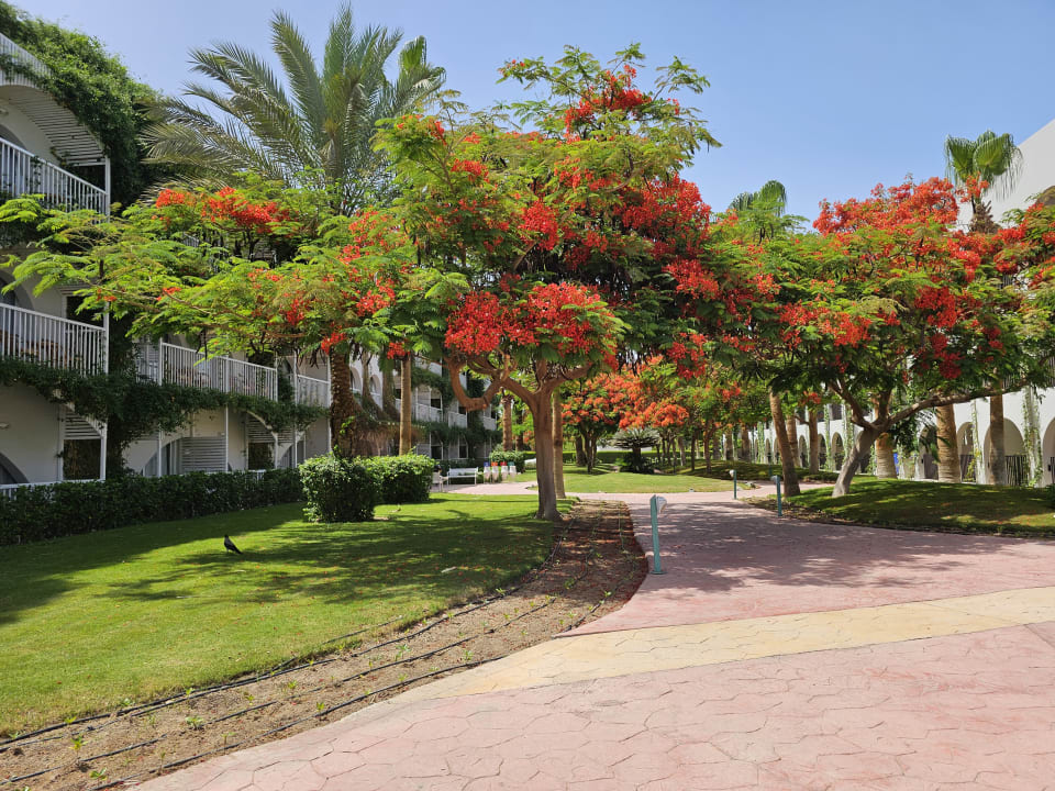 Gartenanlage Desert Rose