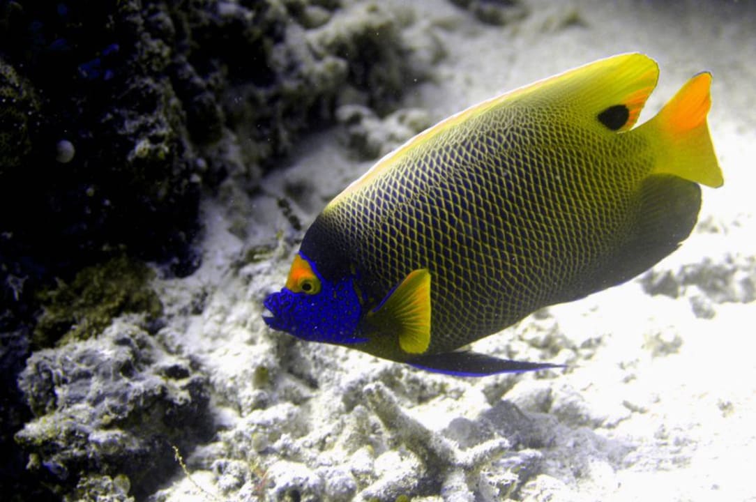 UW-Aufnahme Filitheyo Island Resort