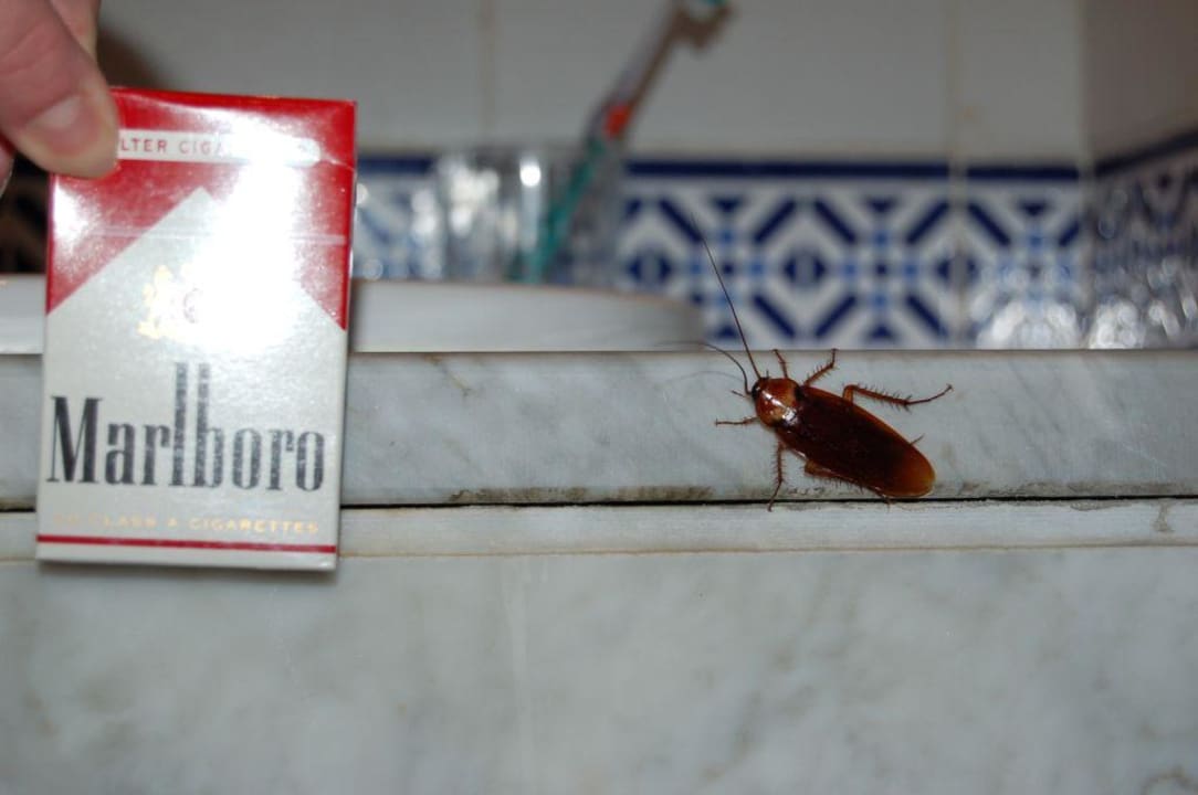 Überraschungsgast im Bad Calimera Yati Beach