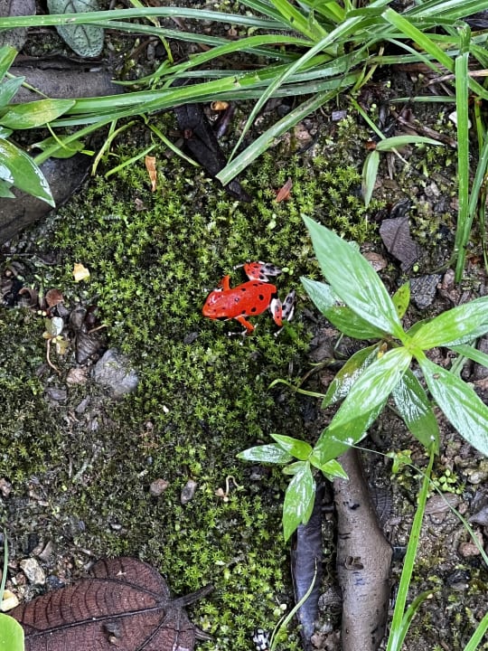 Gartenanlage Selina Red Frog