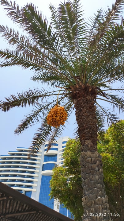 Gartenanlage Hotel Le Meridien Al Aqah Beach Resort