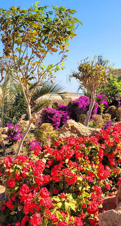 Gartenanlage Pickalbatros Citadel Resort