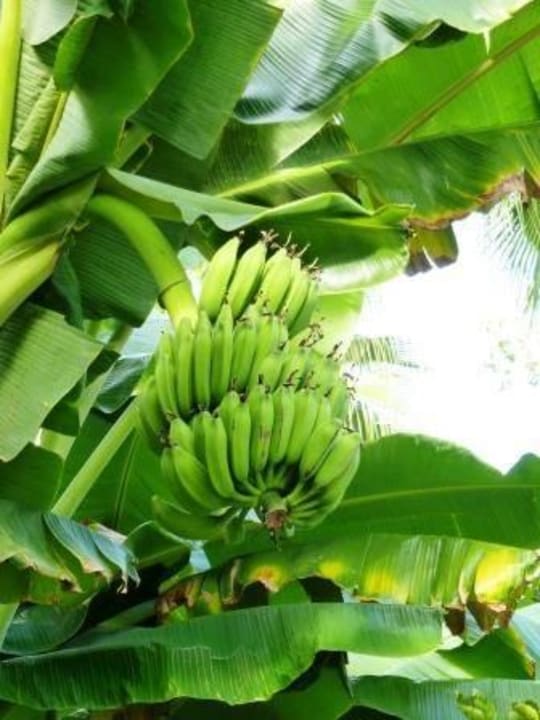 Bananen Melas Resort Hotel