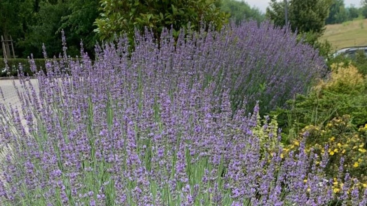 Gartenanlage Hotel Old Lake Golf