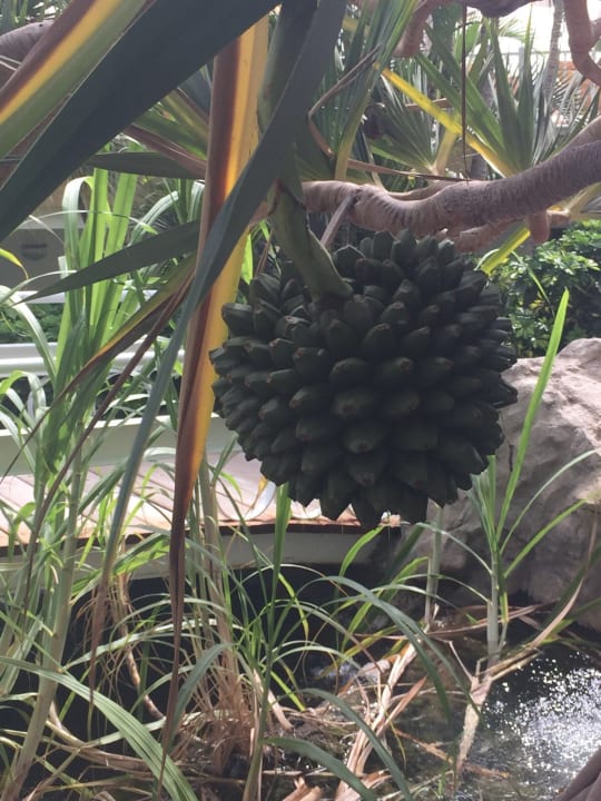 Gartenanlage Adrián Hoteles Jardines de Nivaria