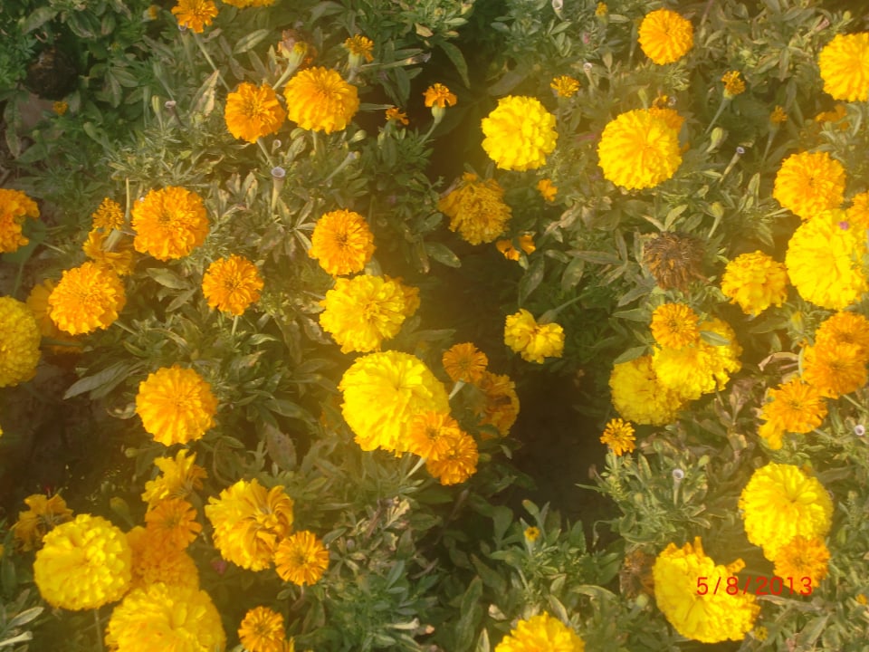 VON Club Golden Beach VONRESORT Golden Beach