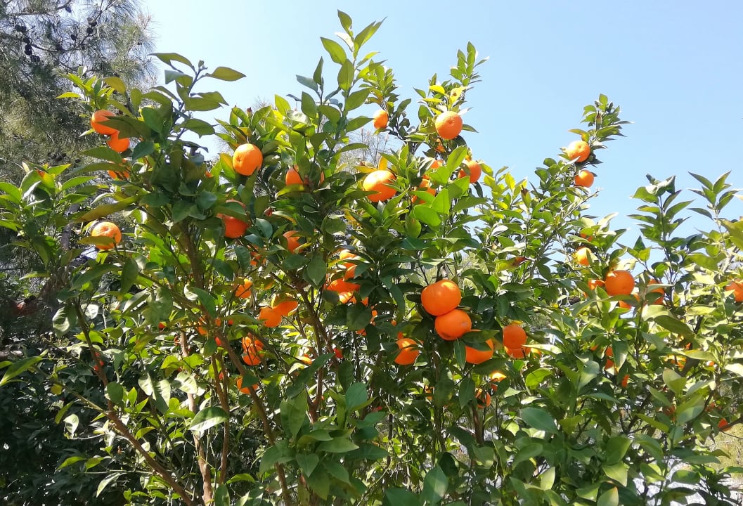 Gartenanlage TUI MAGIC LIFE Beldibi +16