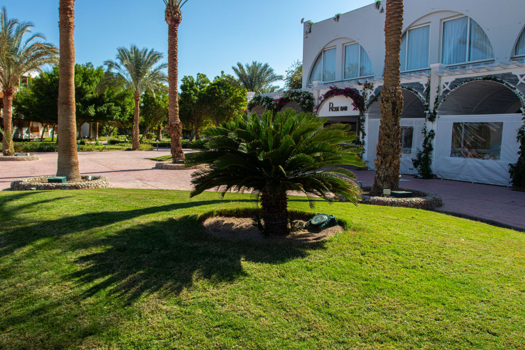 Gartenanlage Desert Rose