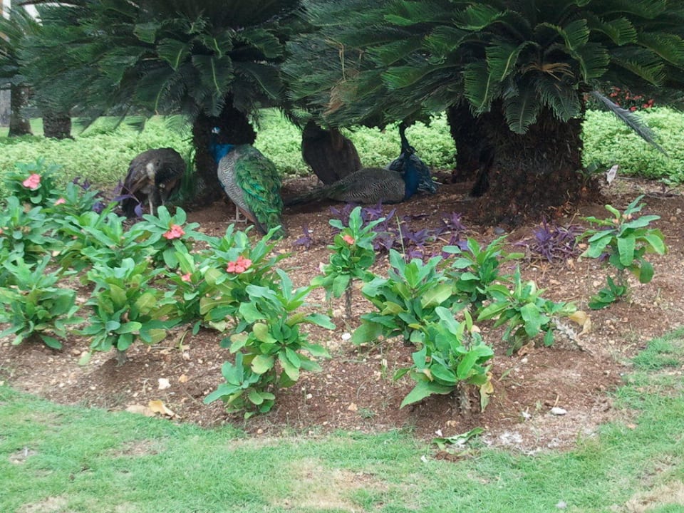 Sehr gepflegt Hotel Viva Dominicus Beach by Wyndham - All Inclusive Resort