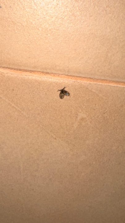 Sonstiges allsun App.-Hotel Orquidea Playa