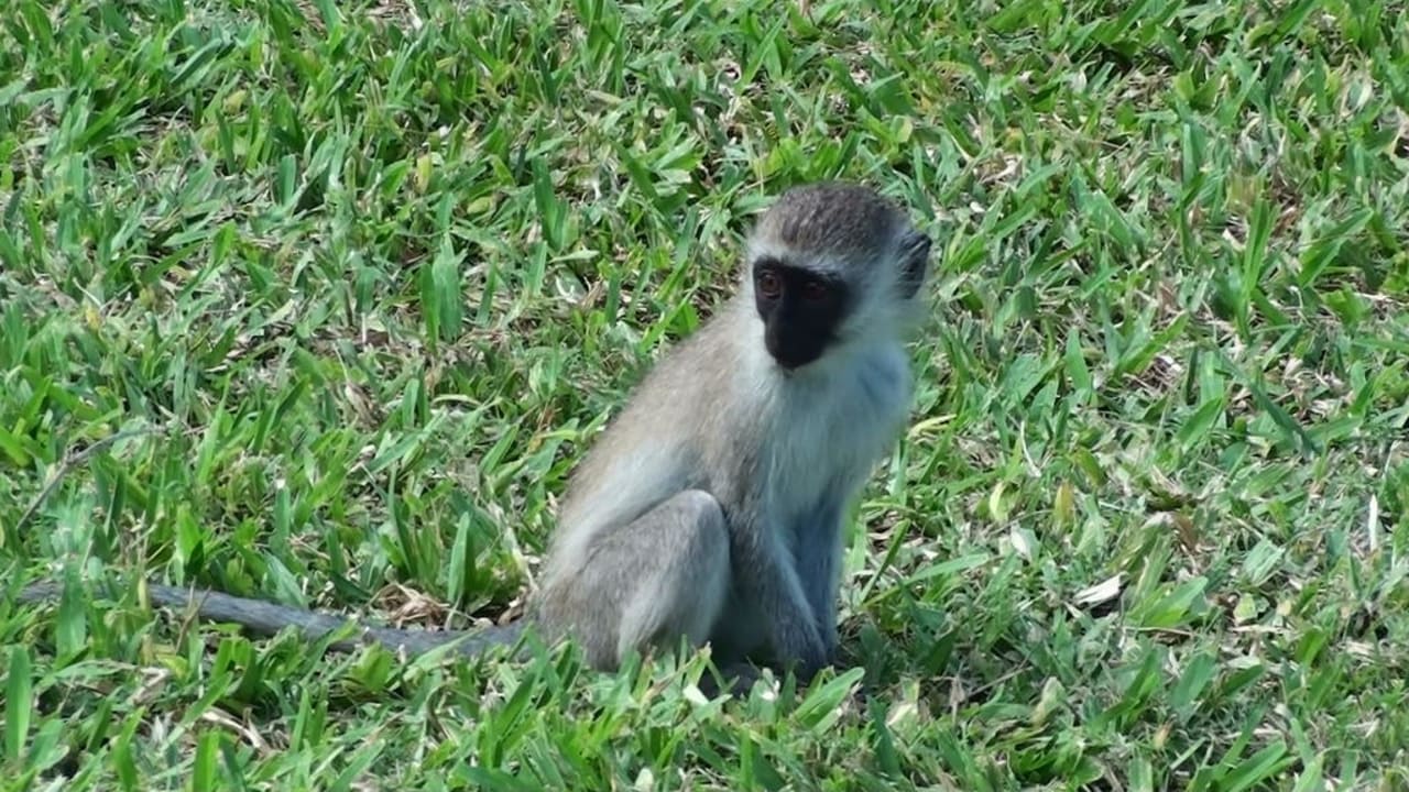 Kleiner Affe im Garten Hotel Papillon Lagoon Reef