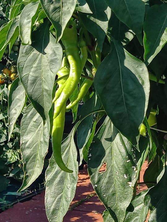 Gartenanlage Alexandra Beach Thassos Spa Resort