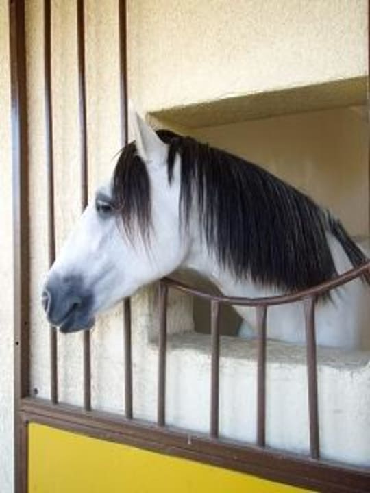 Das sind Einstellpferde-nicht für Ausritte buchbar Concorde El Salam Hotel Sharm el Sheikh by Royal Tulip