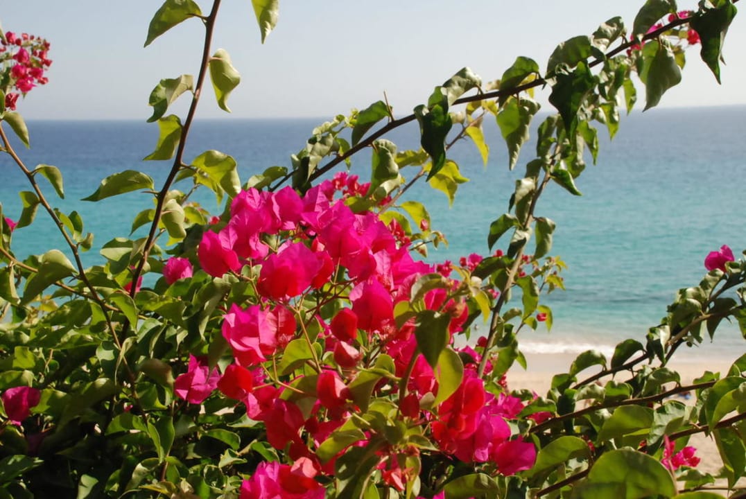 Blumen an der Promenade Hotel Riu Palace Jandia