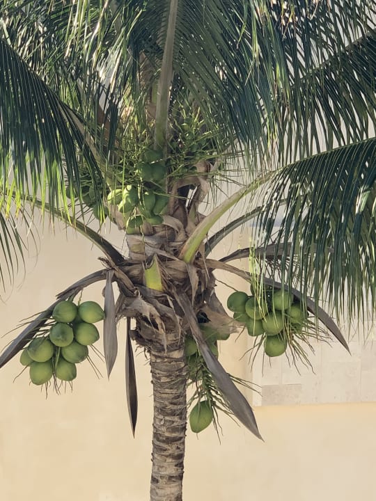 Garten Dreams Sapphire Resort & Spa