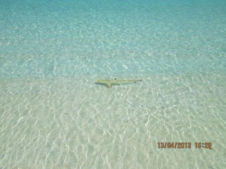 Ein kleiner Hai Kuredu Island Resort & Spa