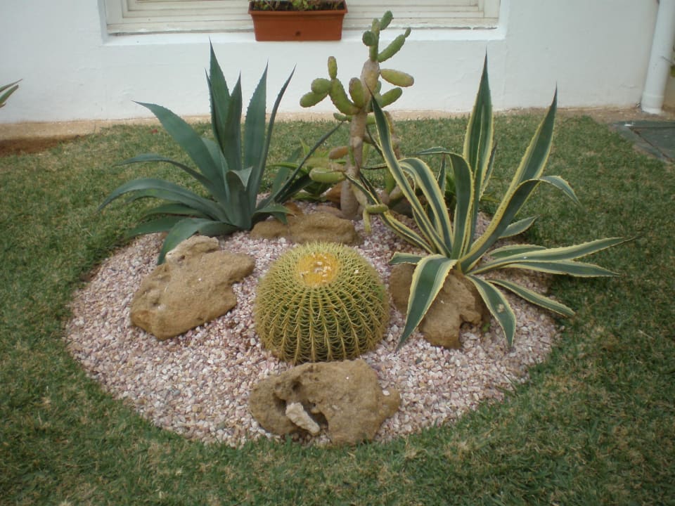 Kaktusgärtchen Royal Decameron Tafoukt Beach