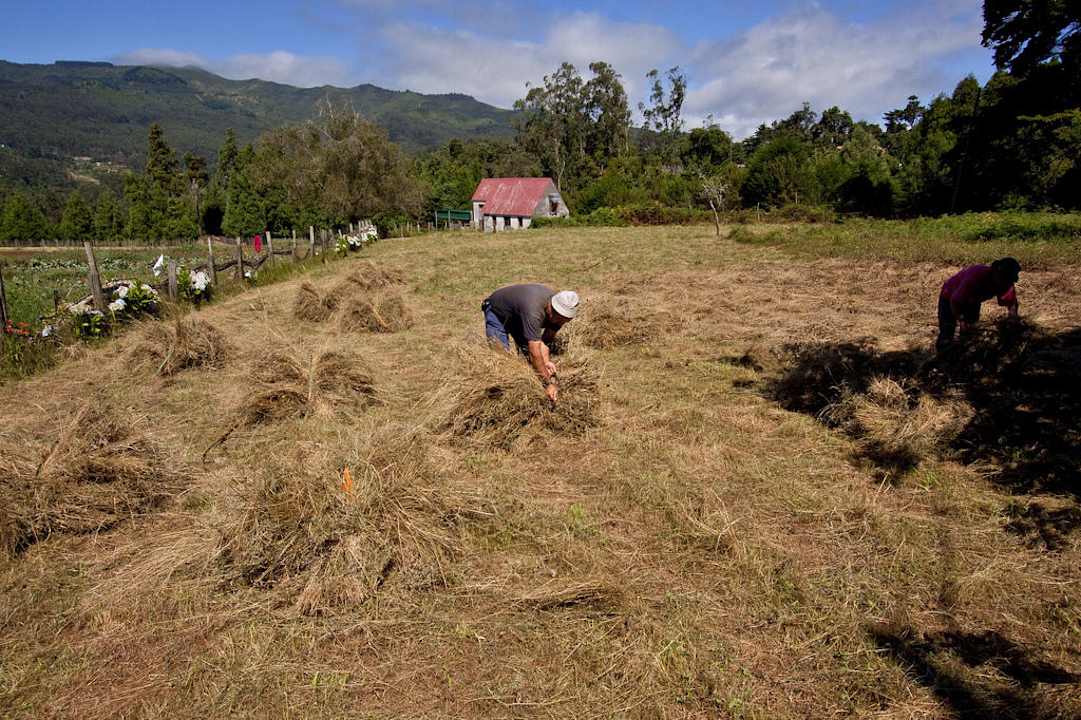 Hay harvesting at Quinta das Colmeias Quinta das Colmeias