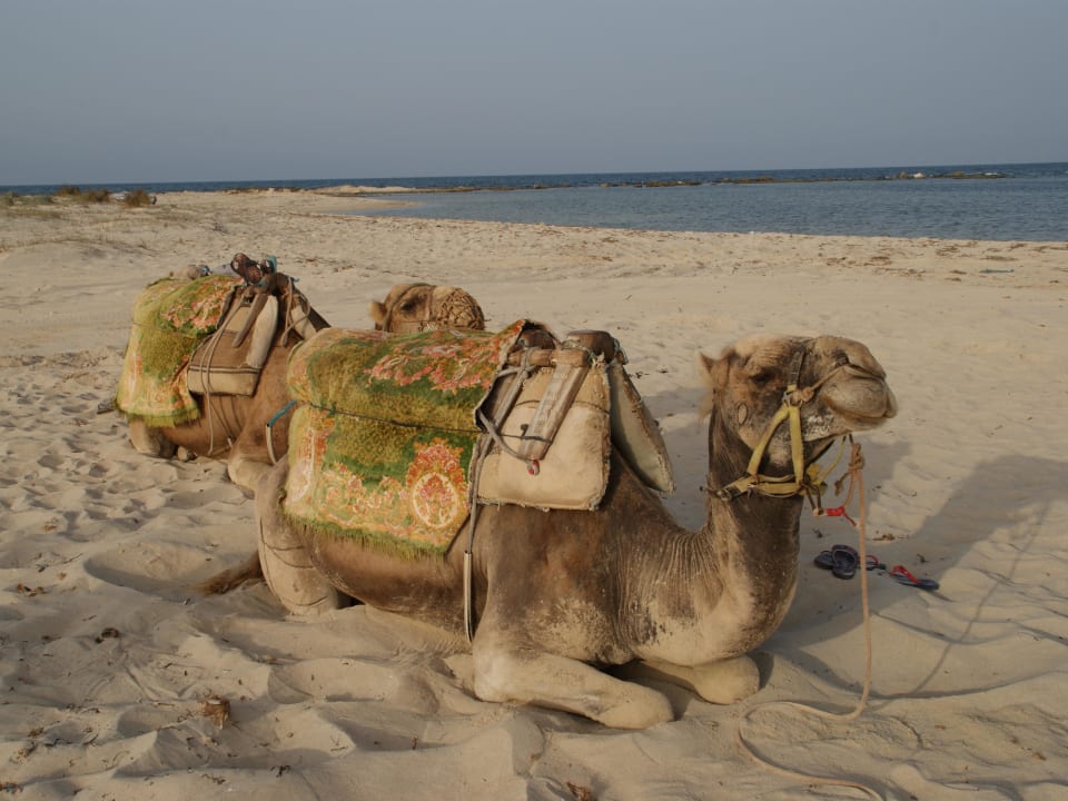 Sind damit mal geritten Hotel El Mouradi Djerba Menzel