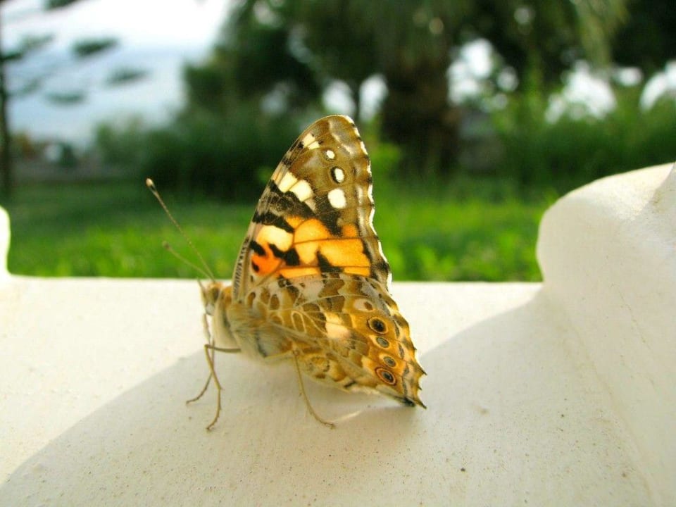 Bad in der Morgensonne Alexandra Beach Resort & Spa