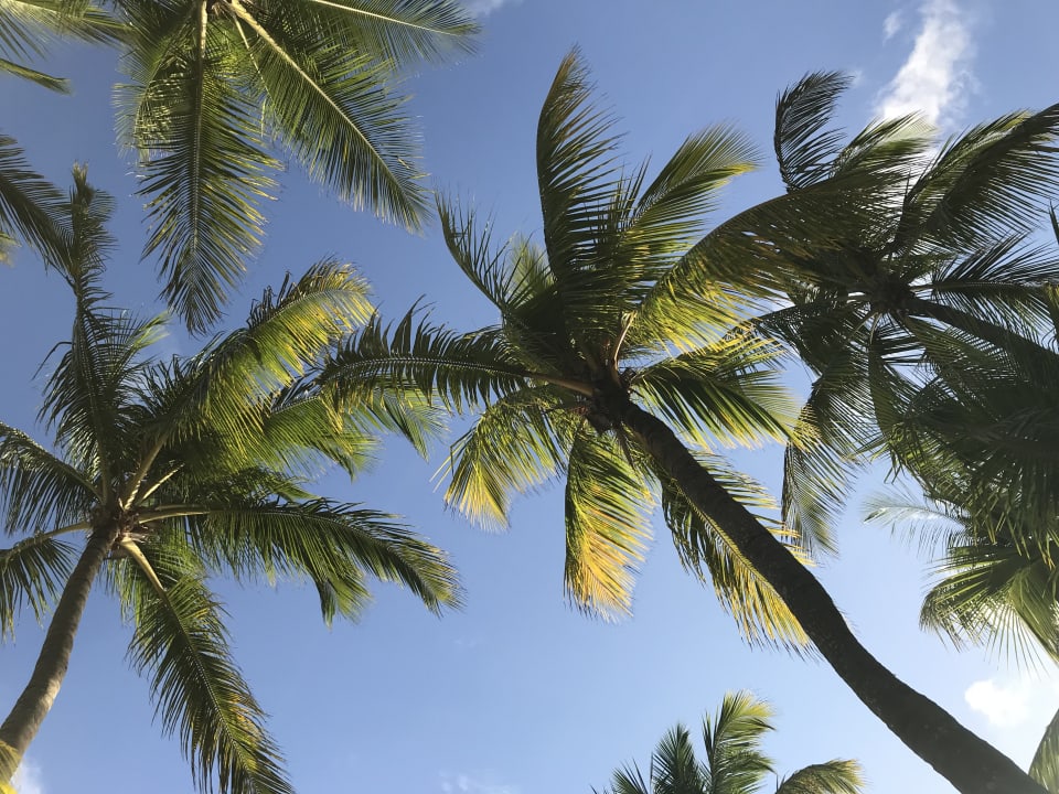 Gartenanlage Mauricia Beachcomber Resort & Spa