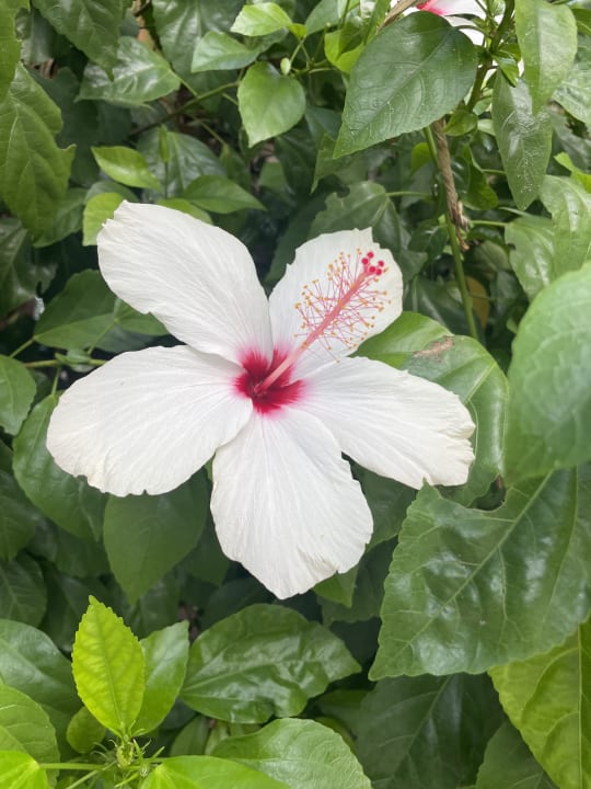 Gartenanlage Hotel Delphin Imperial