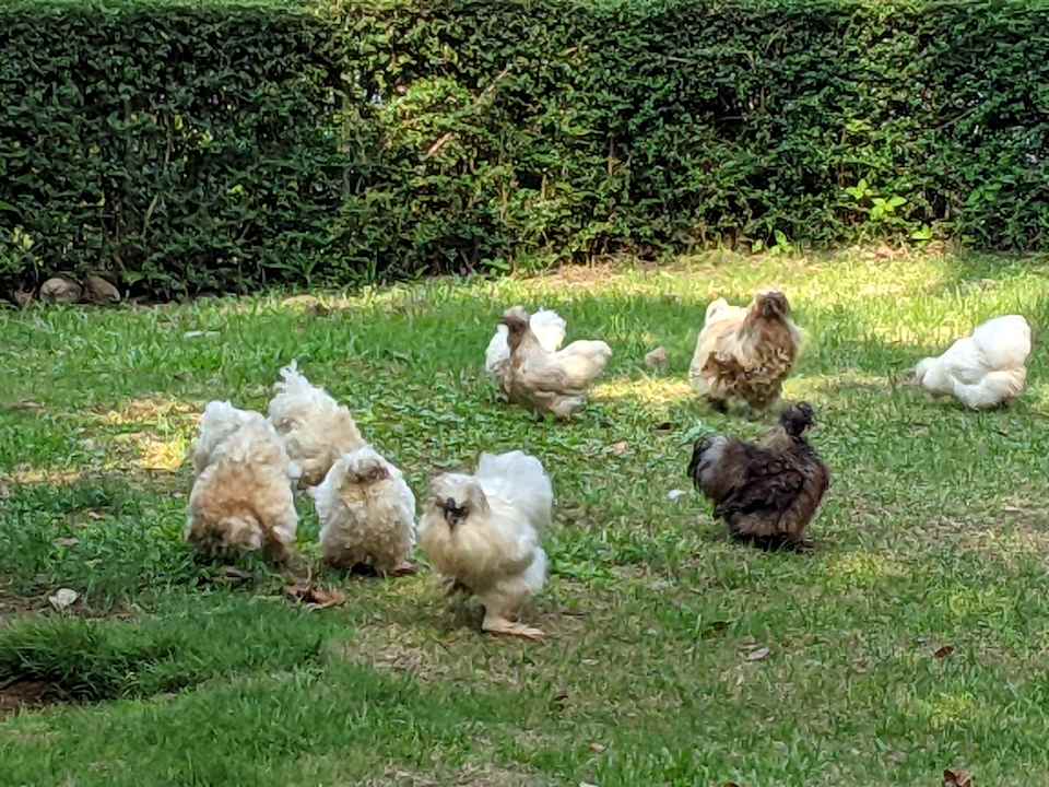 Sonstiges SYLVAN Koh Chang