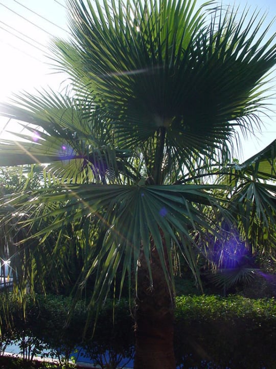 Ogrod Hotel Özgürhan