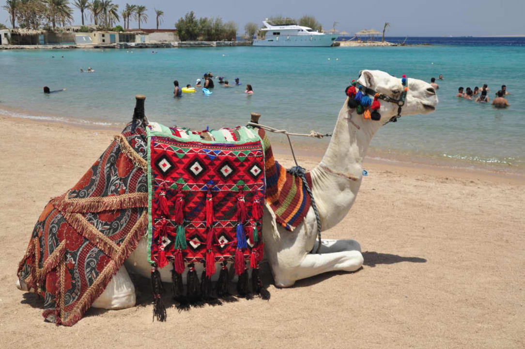 Regina Swiss Inn Resort & Aqua Park Regina Resort and Aqua Park Hurghada