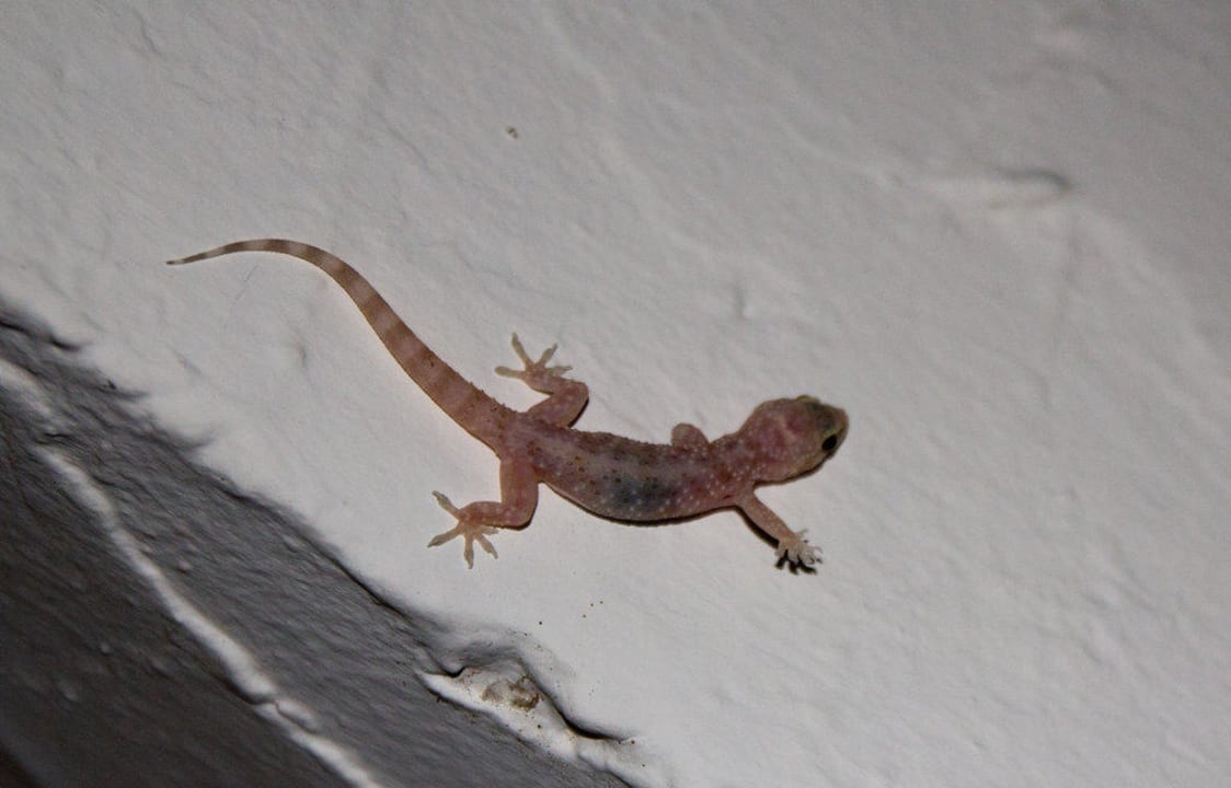 Der kleine kam jede Nacht vorbei  Sahara Beach Club