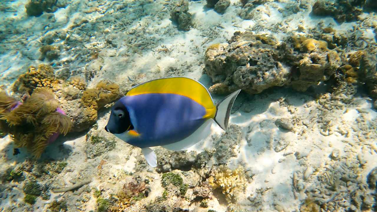Strand Jawakara Islands Maldives