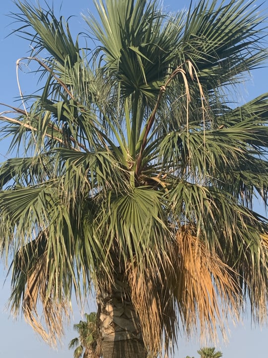 Sonstiges Hotel Kalithea Horizon Royal