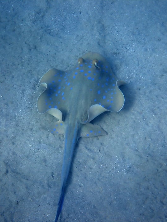 Strand Shams Alam Beach Resort