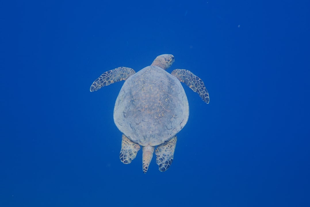 Strand Pickalbatros Citadel Resort