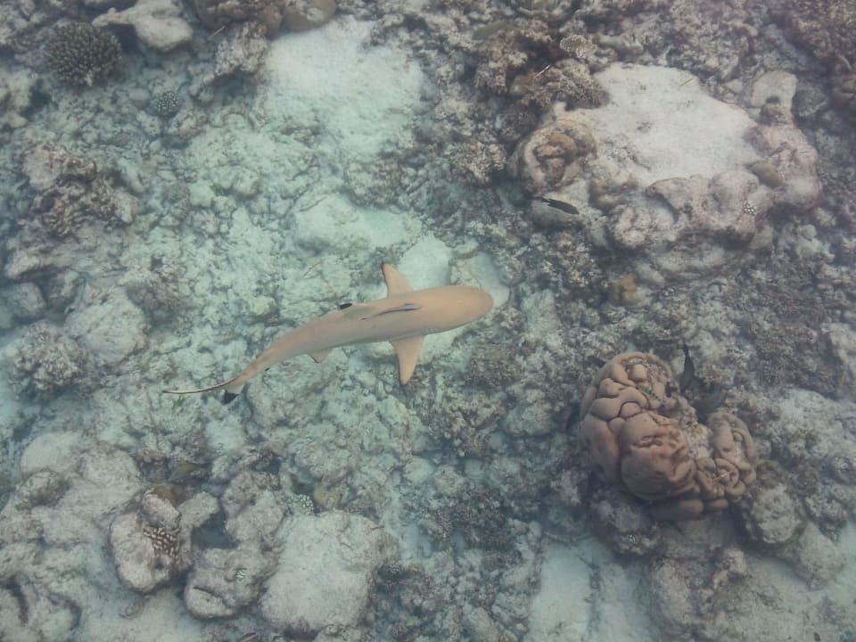 Riffhai Kuramathi Maldives