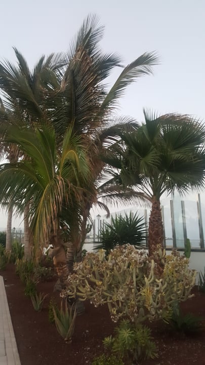 Gartenanlage Hotel Las Costas