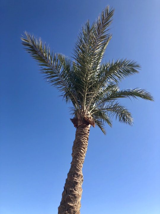 Gartenanlage Steigenberger ALDAU Beach Hotel