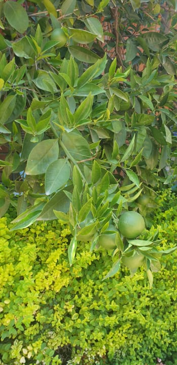Gartenanlage Can Garden Beach