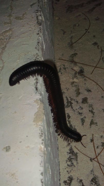 Насекомое Hotel Papillon Lagoon Reef