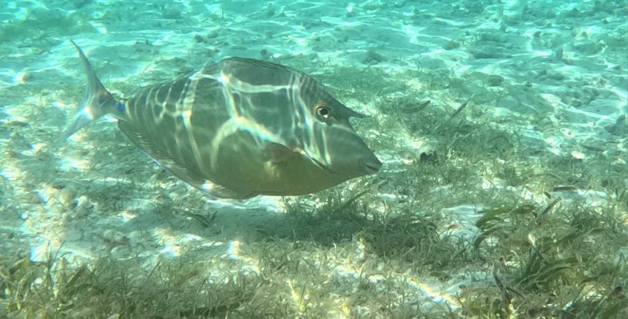 Sport & Freizeit Meeru Maldives Resort Island